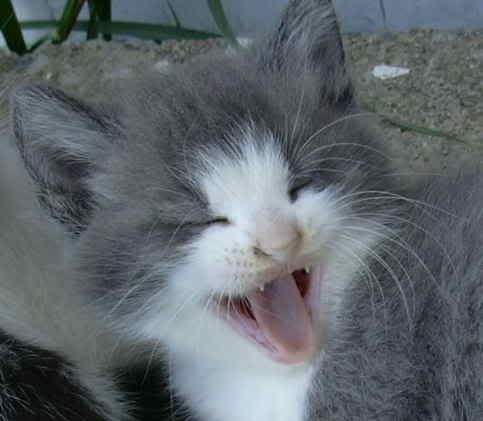 kitty_yawn.jpg