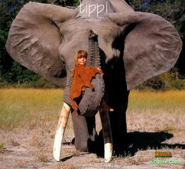 Tippi Africa