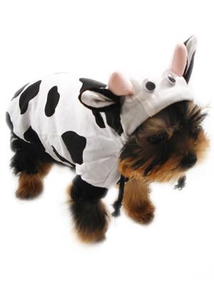 CostumeCow.jpg image by corsiphoto