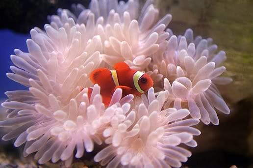 the pet blog fish