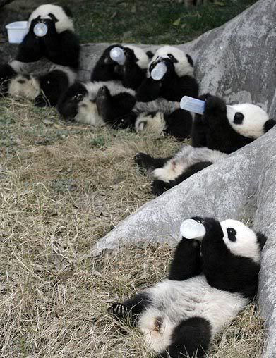 Abused Pandas