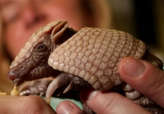 Armadillo Cute