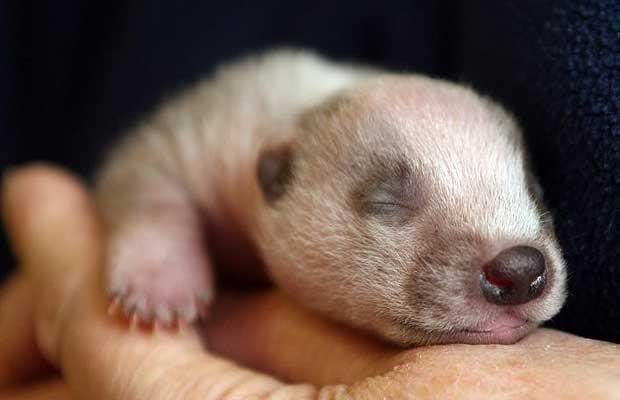 Cute Badger