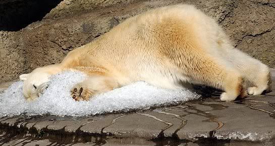 FUNNY PETS: Staying cool