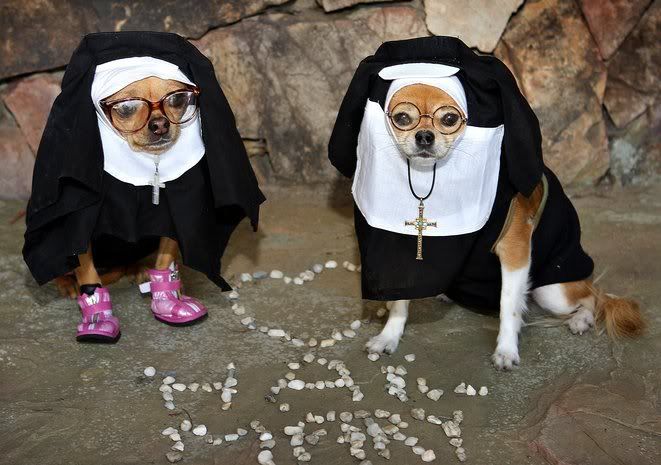 dog-86.jpg via: http://www.washingtonpost.com image by corsiphoto