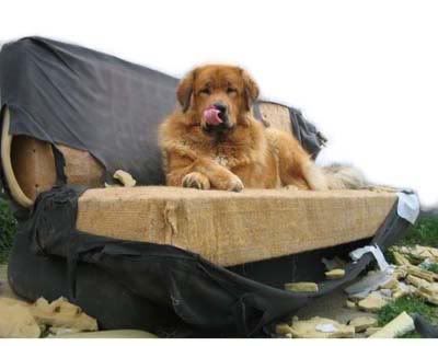 how to your not to chew things up bones photos of dogs chewing up the house how to your not to chew things up bones photos of dogs chewing up the house