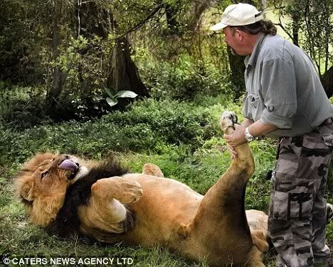 lion1-1.jpg