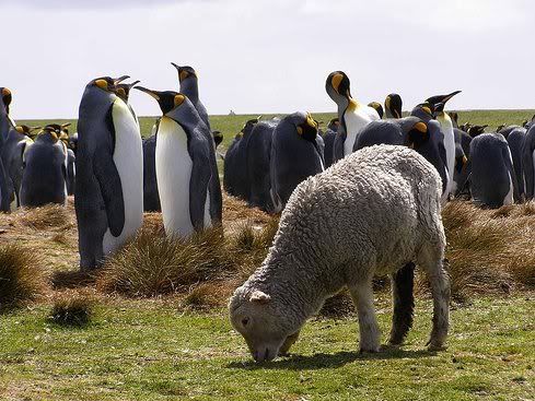 penguin and sheep