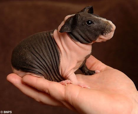 werewolf skinny pig