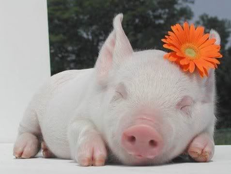 cute pigs Pictures, Images and Photos