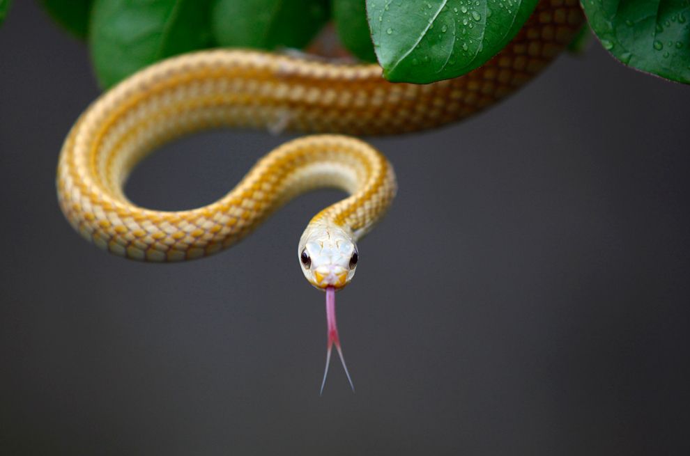 a kígyó