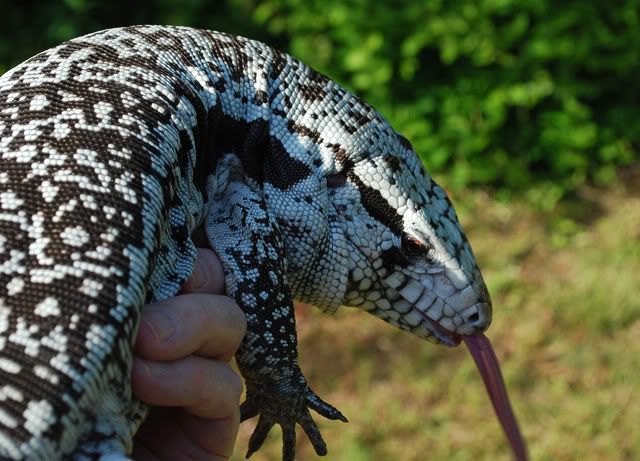 A5-12Bluetegu004_edited-1.jpg