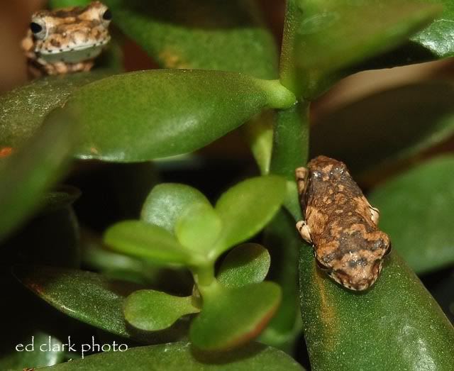 AFRICAN GRAY TREE FROGS. - talk to the frog