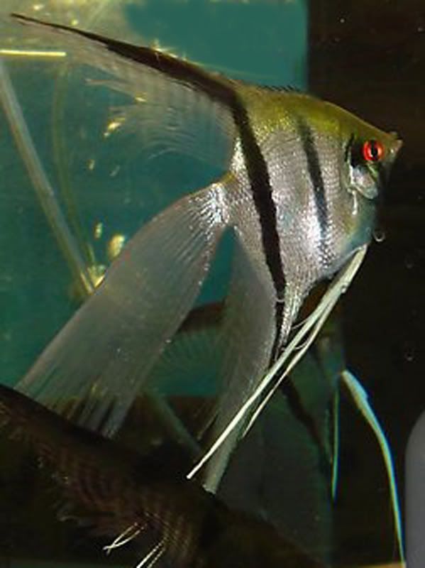 mixed veil angelfish