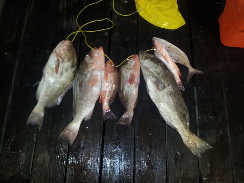 Boating Report - two georges fishing Tarpon springs | Pier and Surf Forum