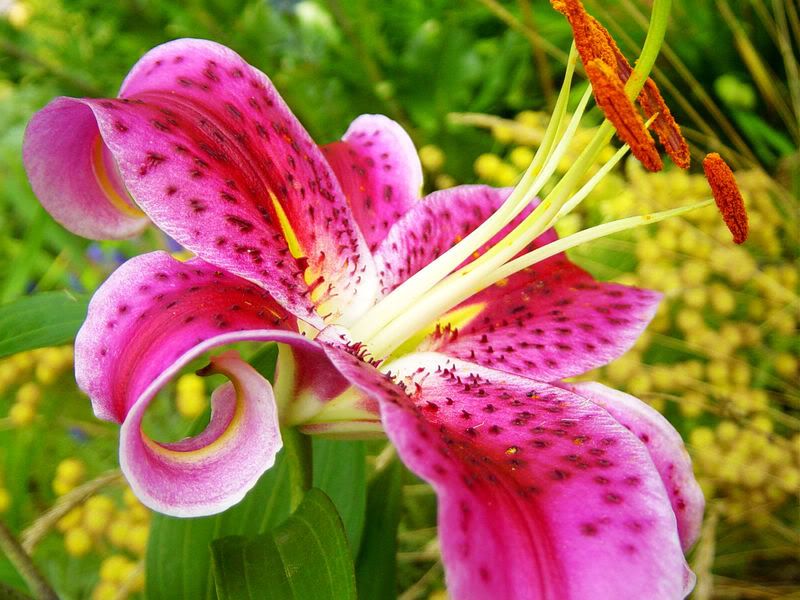 stargazer lily