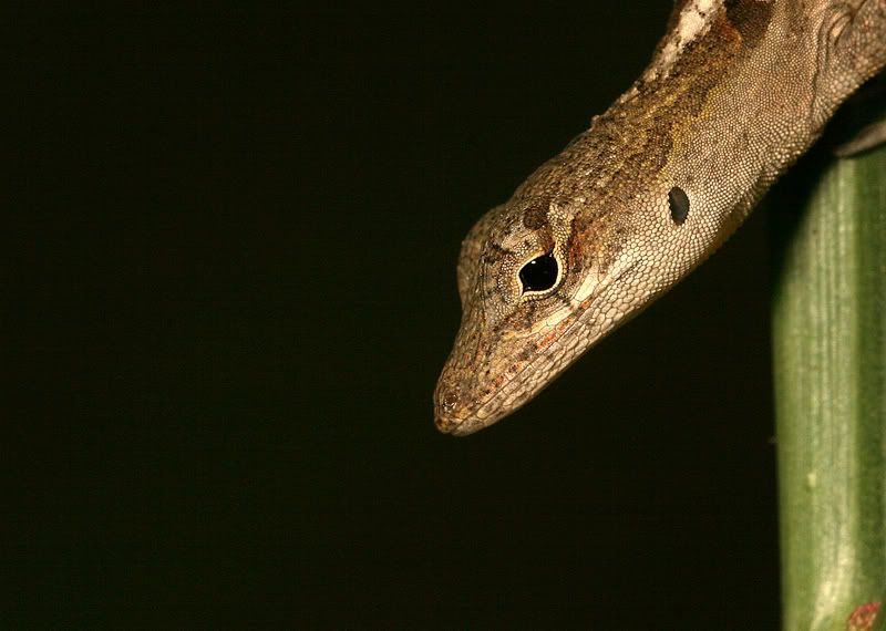 IMAGE: http://i110.photobucket.com/albums/n119/AlexPaul_2006/2006%20vacation%20shots/Damsels3etc.jpg