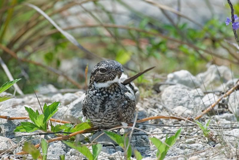 IMAGE: http://i110.photobucket.com/albums/n119/AlexPaul_2006/AntilleanNighthawk1.jpg