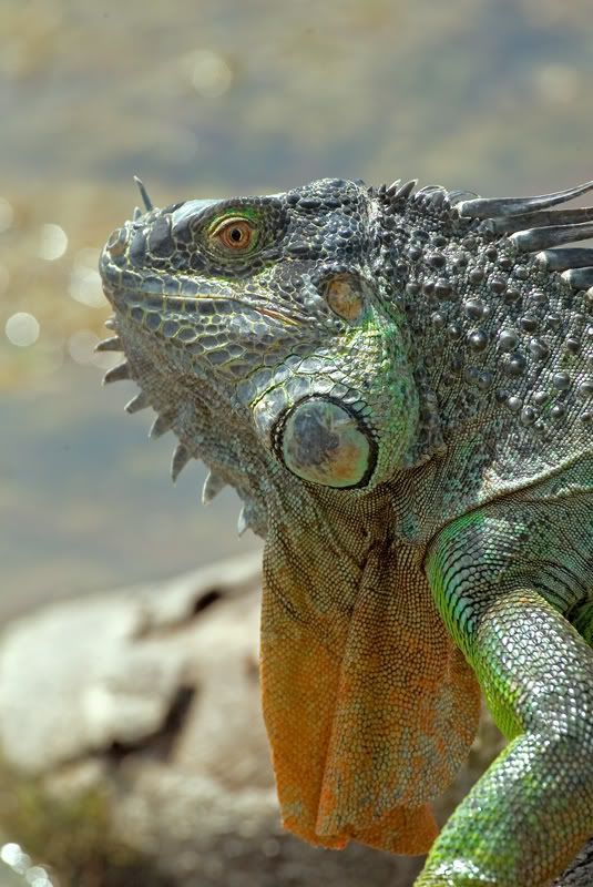 IMAGE: http://i110.photobucket.com/albums/n119/AlexPaul_2006/DB3B32832.jpg