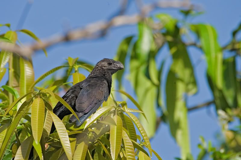 IMAGE: http://i110.photobucket.com/albums/n119/AlexPaul_2006/DB3B36202.jpg