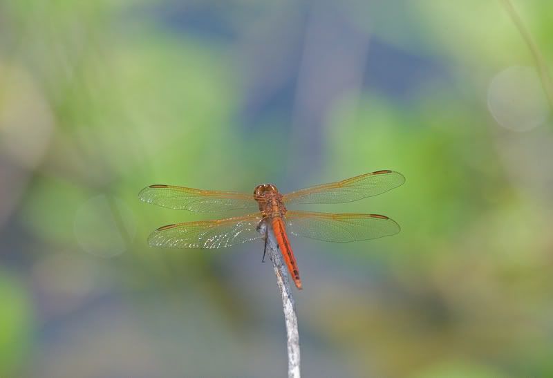 IMAGE: http://i110.photobucket.com/albums/n119/AlexPaul_2006/DB3B38472.jpg