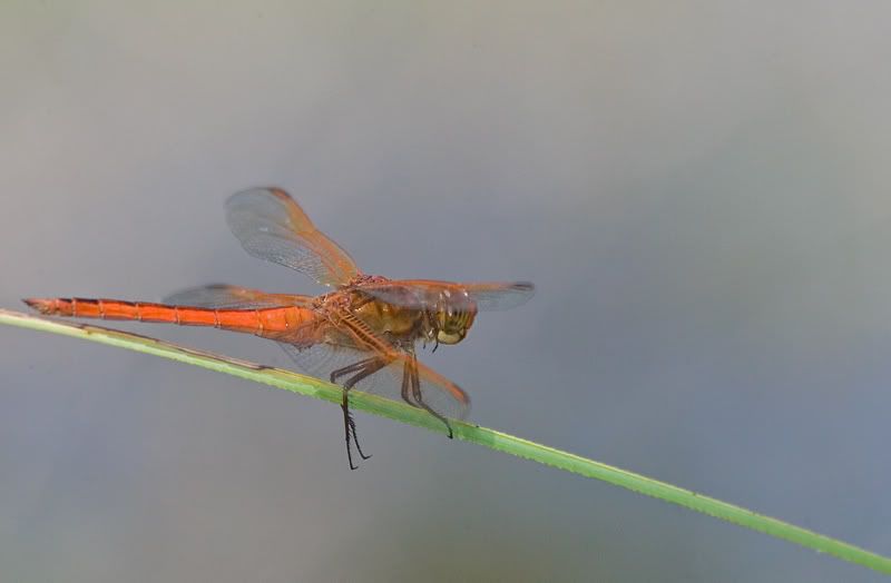 IMAGE: http://i110.photobucket.com/albums/n119/AlexPaul_2006/DB3B38562.jpg