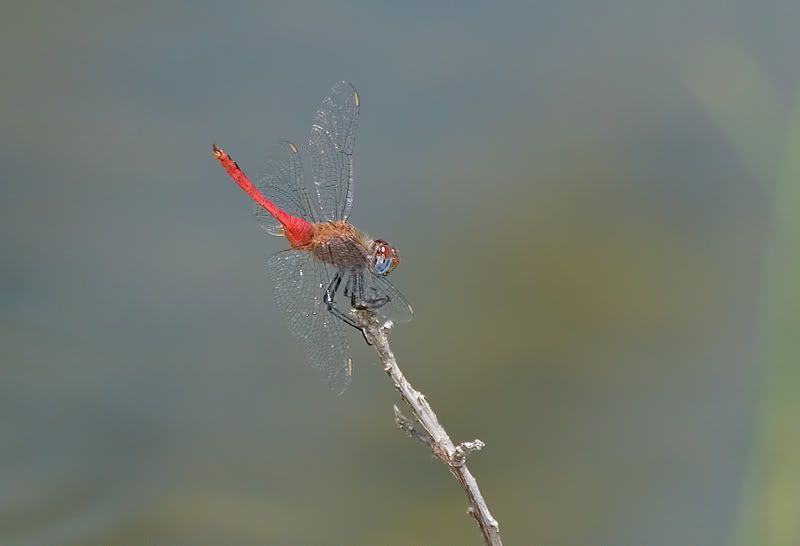 IMAGE: http://i110.photobucket.com/albums/n119/AlexPaul_2006/DB3B38701.jpg