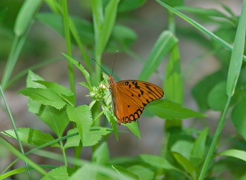 IMAGE: http://i110.photobucket.com/albums/n119/AlexPaul_2006/DB3B3872.jpg