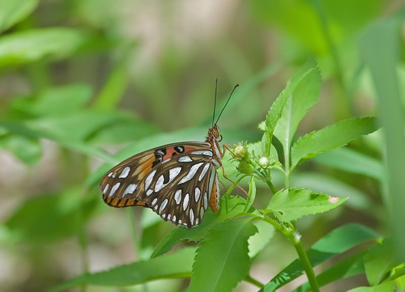 IMAGE: http://i110.photobucket.com/albums/n119/AlexPaul_2006/DB3B38773.jpg