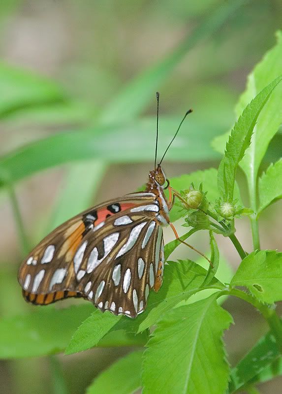 IMAGE: http://i110.photobucket.com/albums/n119/AlexPaul_2006/DB3B38791.jpg