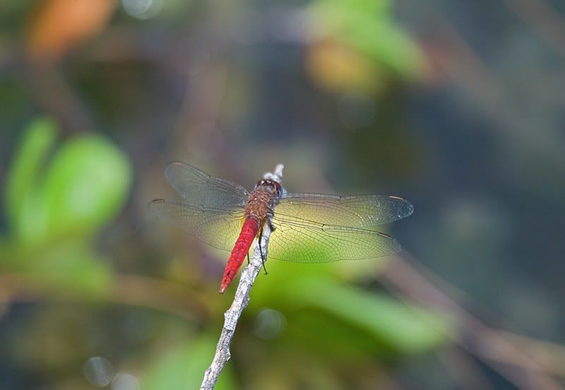 IMAGE: http://i110.photobucket.com/albums/n119/AlexPaul_2006/DB3B39241.jpg