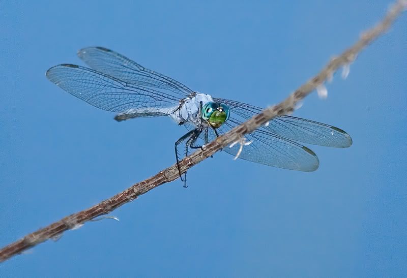 IMAGE: http://i110.photobucket.com/albums/n119/AlexPaul_2006/DB3B3926.jpg