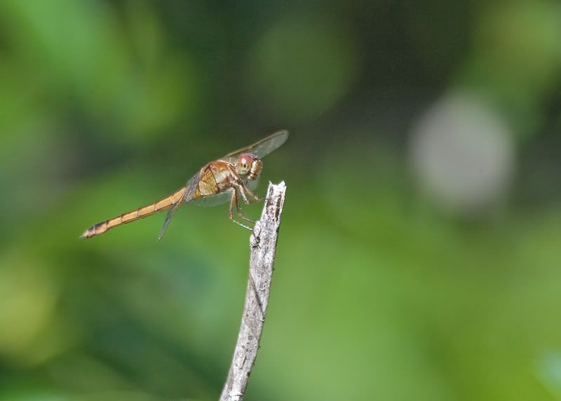 IMAGE: http://i110.photobucket.com/albums/n119/AlexPaul_2006/DB3B3965.jpg