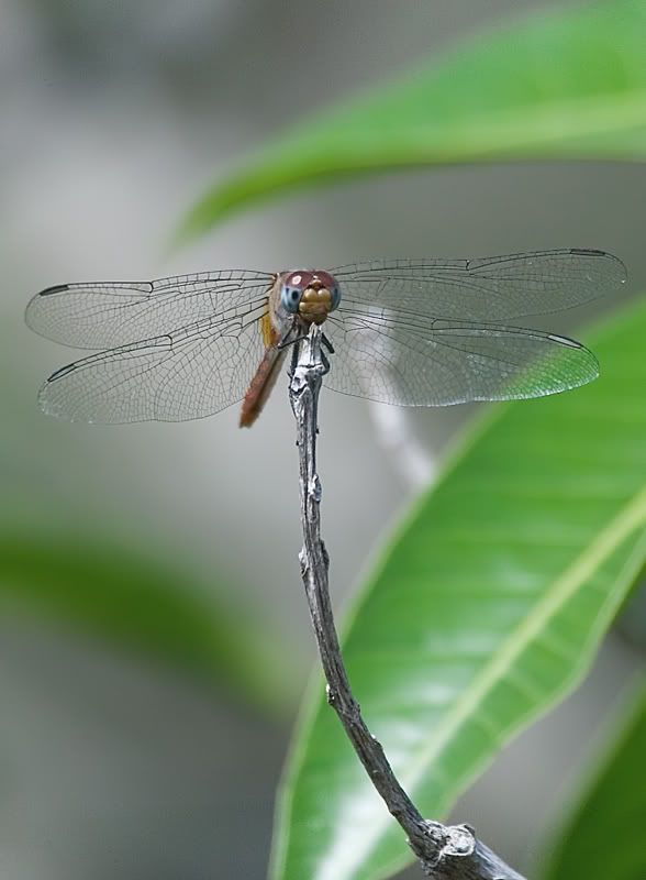 IMAGE: http://i110.photobucket.com/albums/n119/AlexPaul_2006/DB3B4003.jpg