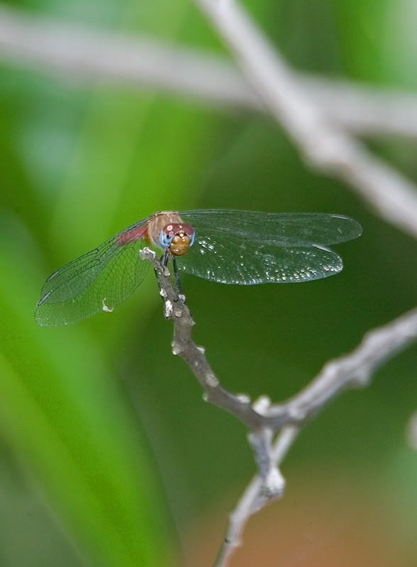 IMAGE: http://i110.photobucket.com/albums/n119/AlexPaul_2006/DB3B4013.jpg