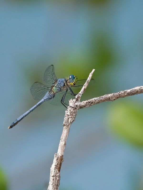 IMAGE: http://i110.photobucket.com/albums/n119/AlexPaul_2006/DB3B43161-1.jpg