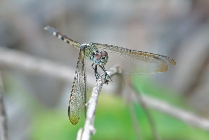 IMAGE: http://i110.photobucket.com/albums/n119/AlexPaul_2006/DB3B4673.jpg