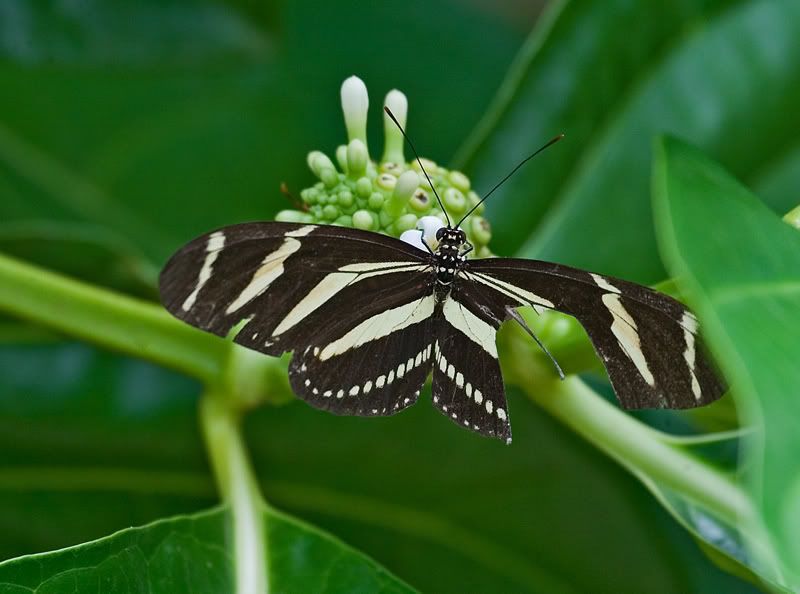 IMAGE: http://i110.photobucket.com/albums/n119/AlexPaul_2006/DB3B50221.jpg