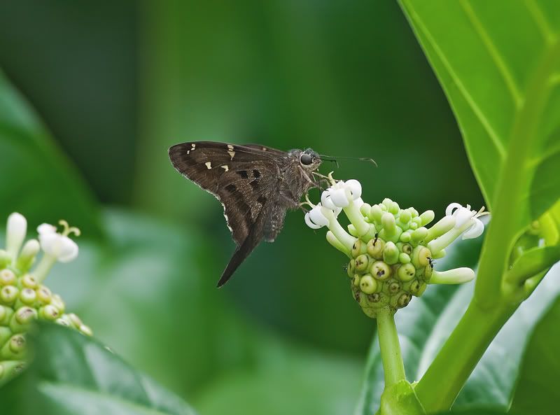 IMAGE: http://i110.photobucket.com/albums/n119/AlexPaul_2006/DB3B50251.jpg