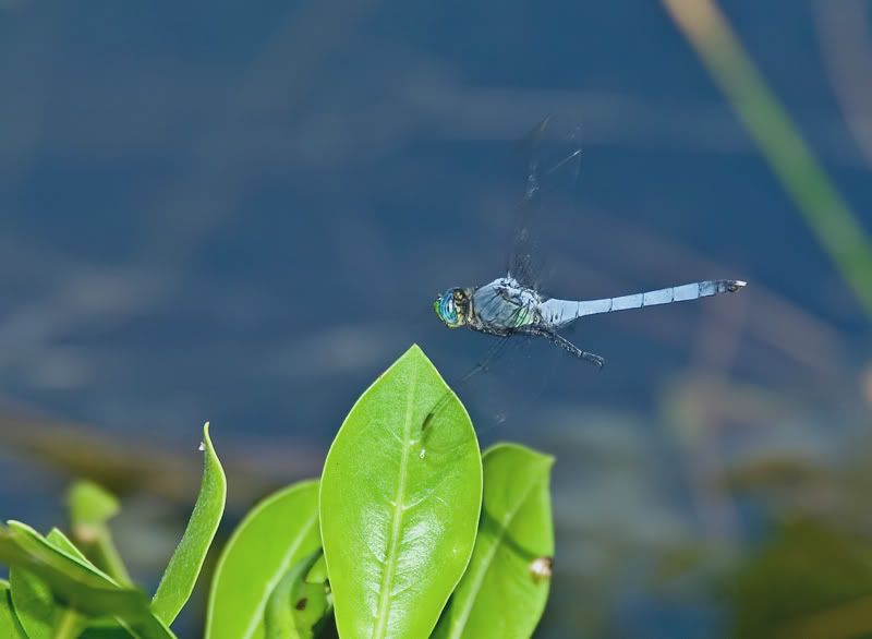 IMAGE: http://i110.photobucket.com/albums/n119/AlexPaul_2006/DB3B51021.jpg