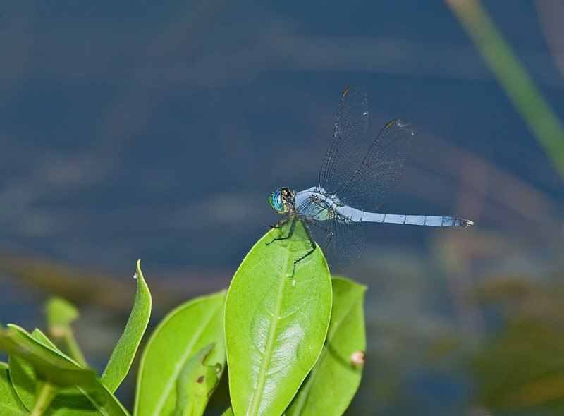 IMAGE: http://i110.photobucket.com/albums/n119/AlexPaul_2006/DB3B51031.jpg