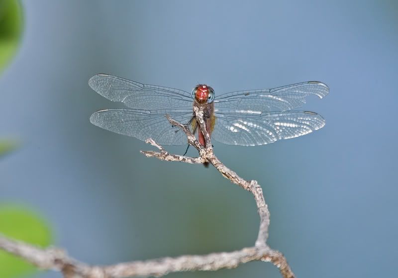 IMAGE: http://i110.photobucket.com/albums/n119/AlexPaul_2006/DB3B51521.jpg