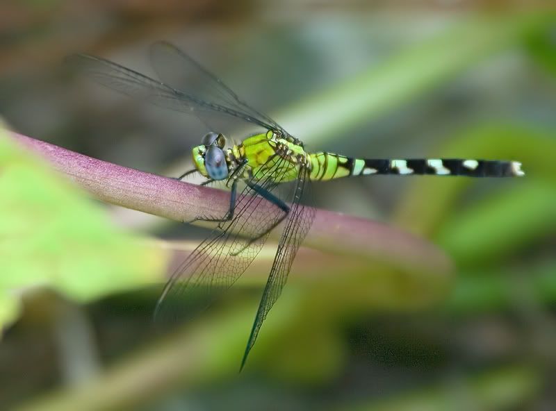 IMAGE: http://i110.photobucket.com/albums/n119/AlexPaul_2006/DB3B5240.jpg