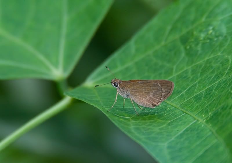 IMAGE: http://i110.photobucket.com/albums/n119/AlexPaul_2006/DB3B54552.jpg