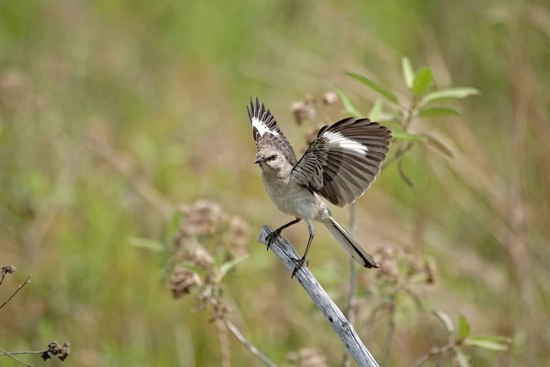 IMAGE: http://i110.photobucket.com/albums/n119/AlexPaul_2006/DB3B584333.jpg