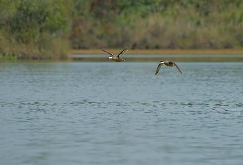 IMAGE: http://i110.photobucket.com/albums/n119/AlexPaul_2006/DB3B58713.jpg