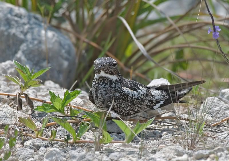 IMAGE: http://i110.photobucket.com/albums/n119/AlexPaul_2006/DB3B58981.jpg