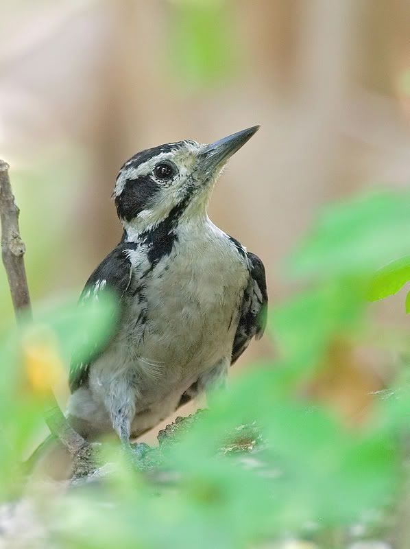 IMAGE: http://i110.photobucket.com/albums/n119/AlexPaul_2006/DB3B61951.jpg