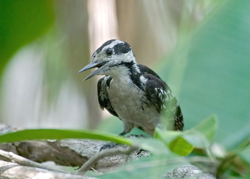 IMAGE: http://i110.photobucket.com/albums/n119/AlexPaul_2006/DB3B62303.jpg