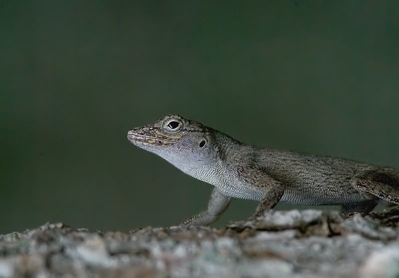 IMAGE: http://i110.photobucket.com/albums/n119/AlexPaul_2006/DB3B65601.jpg